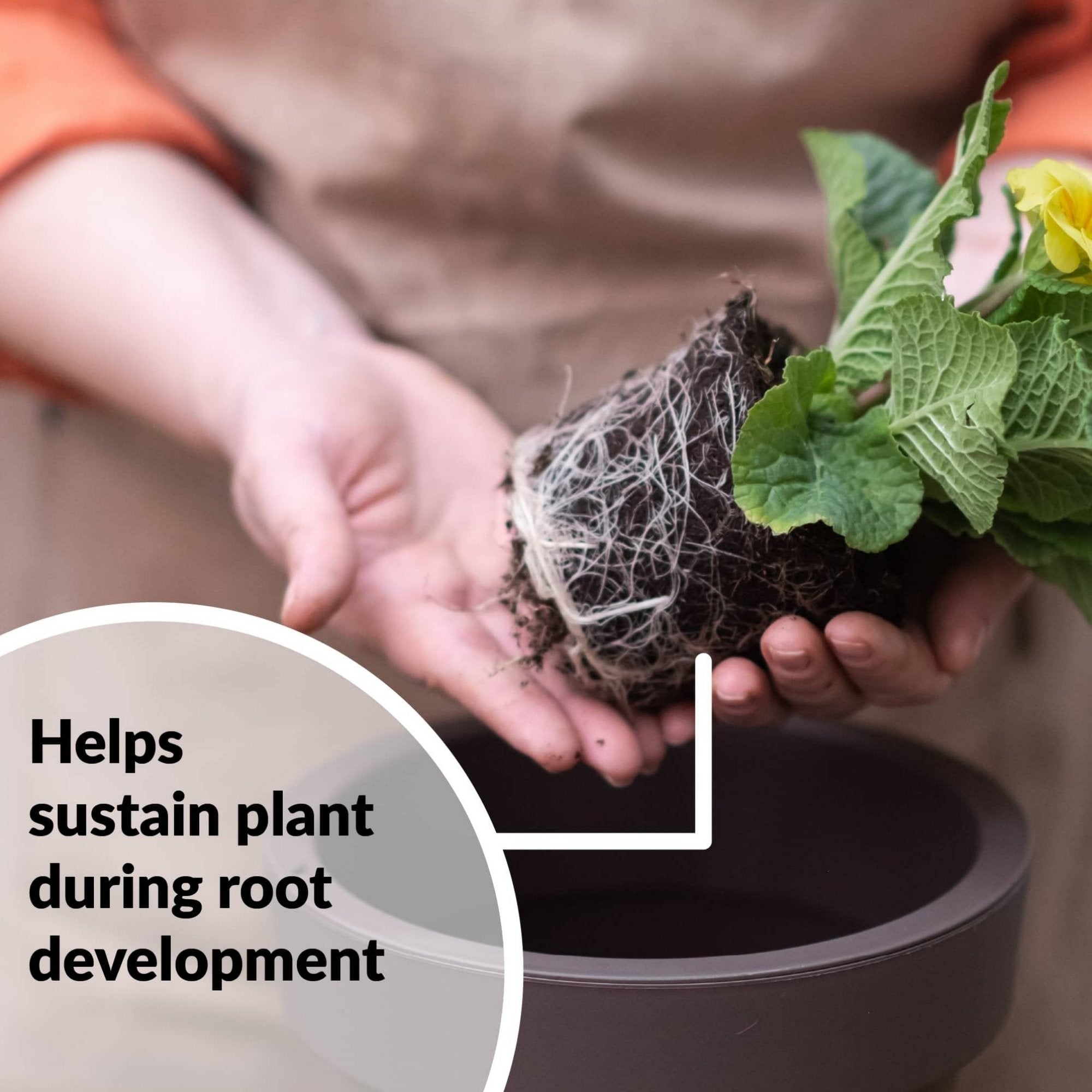 Helps sustain plant during root developement